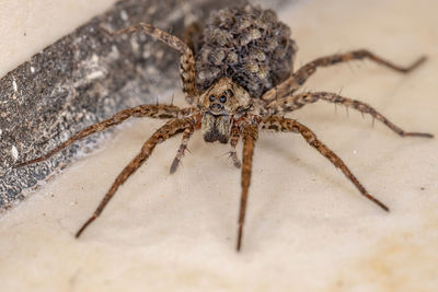 Close-up of spider