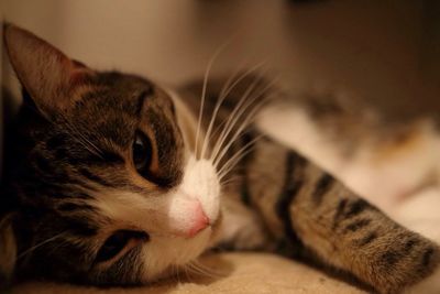 Close-up of cat resting