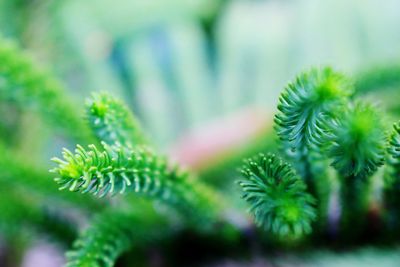 Close-up of fern