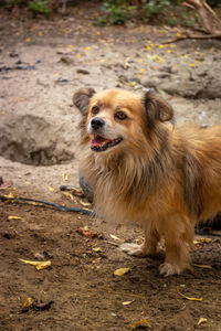 High angle view of dog on field