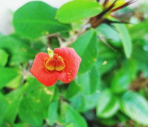 Close-up of red flower blooming outdoors