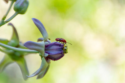 Close-up of insect on purple flower