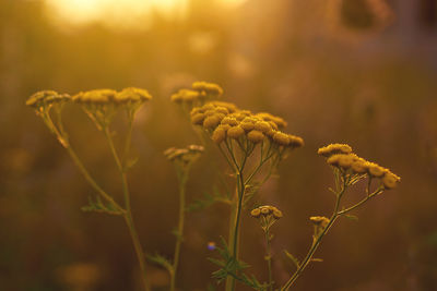 Close-up of flowering plant on field