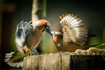 Close-up of birds flying