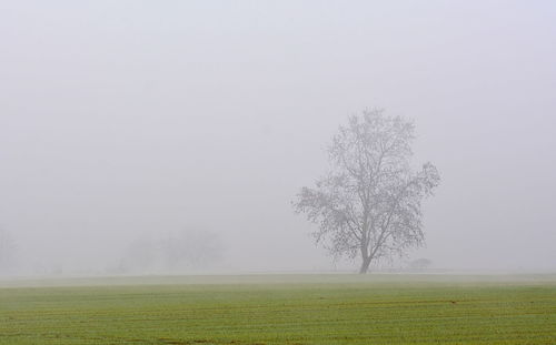 Tree on field against sky during foggy weather