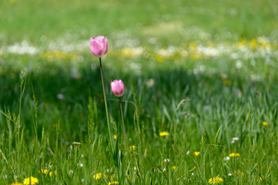 Close-up of pink crocus blooming on field