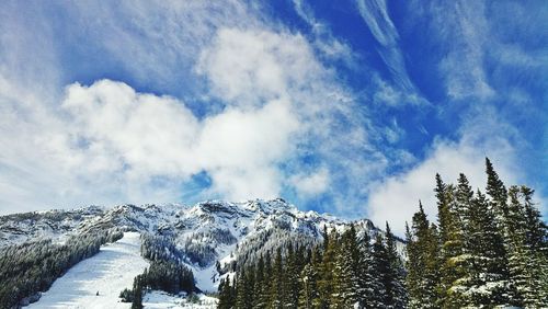 Low angle view of trees against sky