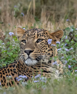 animal