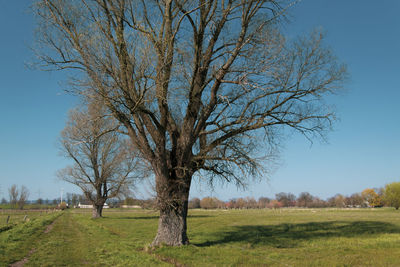 Bare tree on field against sky