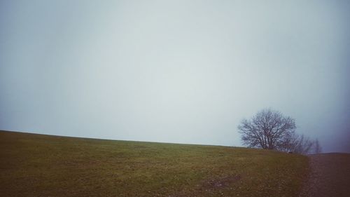 Trees against clear sky