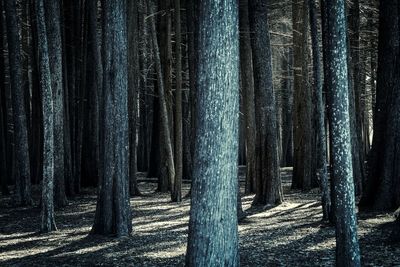 Trees in forest