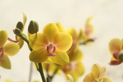 Phalaenopsis is a uniaxial perennial herb