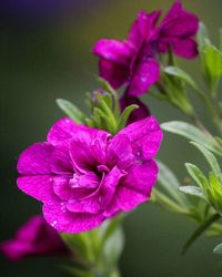 Close-up of purple flowers blooming