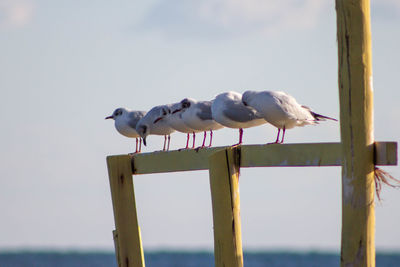 Group of seagulls standing on the wooden fence and looked in the same direction.