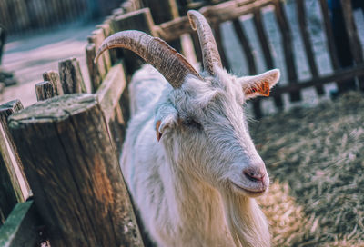 Close-up of goat on field