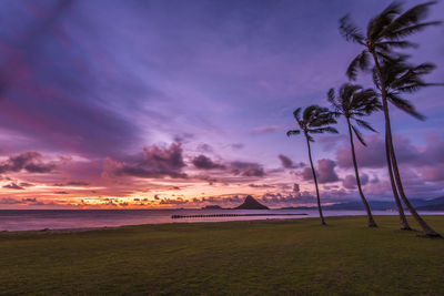 Scenic view of palm trees on field against sky at sunset