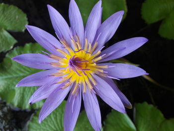 Close-up of purple flower