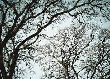 Low angle view of bare tree against sky