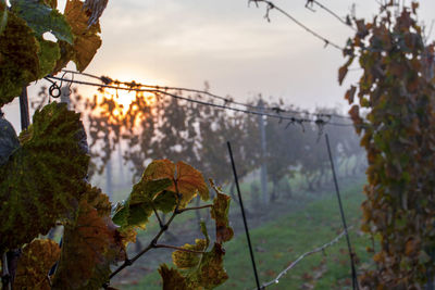 Close-up of dry leaves on plant against sky