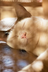 Close-up of cat sleeping