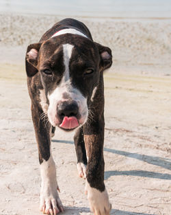 Portrait of dog on beach