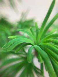 Close-up of plant
