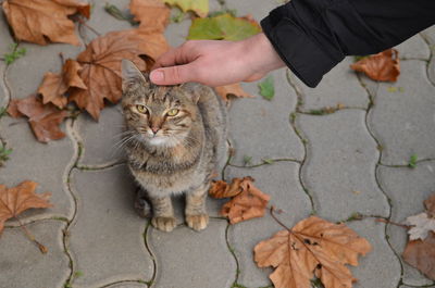 Full length of hand touching cat during autumn leaves