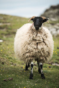 Portrait of an animal on field