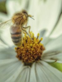 Close-up of honey bee on yellow flower