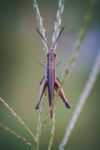 Close-up of insect on plant