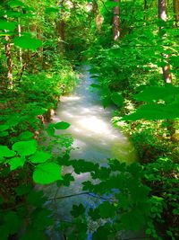 Scenic view of trees growing in forest