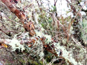 Close-up of frozen tree in winter