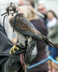 Close-up of bird perching outdoors