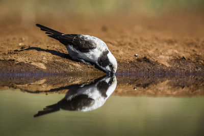 Close-up of bird flying over lake