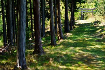 Road passing through forest