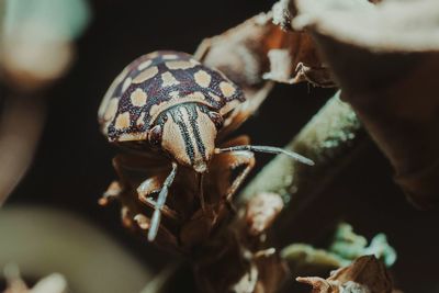 Close-up of insect