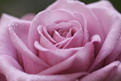 Close-up of pink rose flower