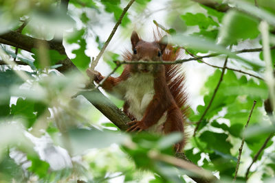 Low angle view of monkey on tree