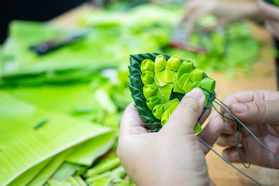 Close-up of hand holding leaves