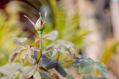 Close-up of flowering plant