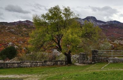 Trees growing on field against sky during autumn