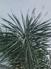 Low angle view of bamboo plants on field against sky