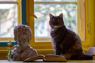 Cat sitting on table window