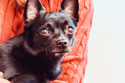 Portrait of black dog relaxing