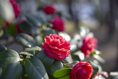 Close-up of pink roses