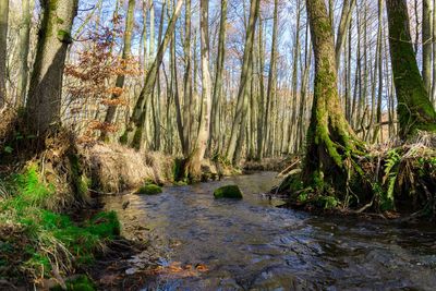 Stream flowing in forest