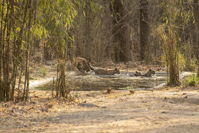View of lizard in the forest