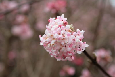 Close-up of pink flowers blooming on tree