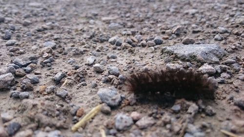 Close-up of lizard