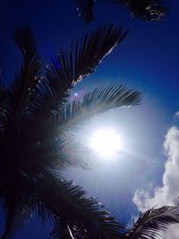 Palm tree against sky